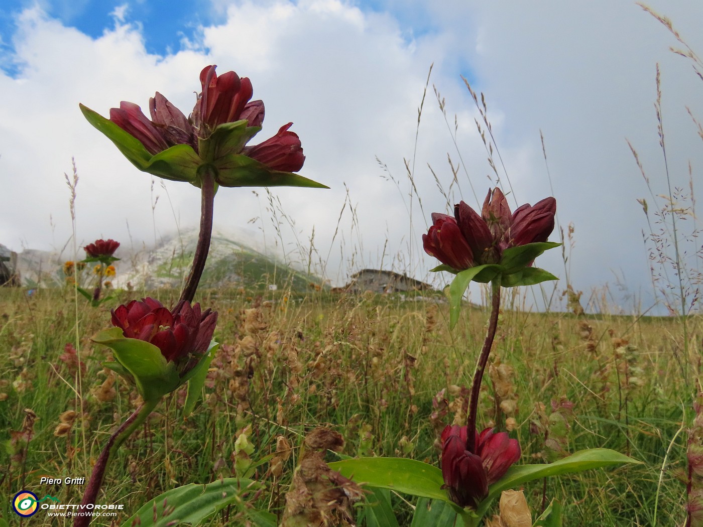 69 Gentiana purpurea (Genziana porporina).JPG
